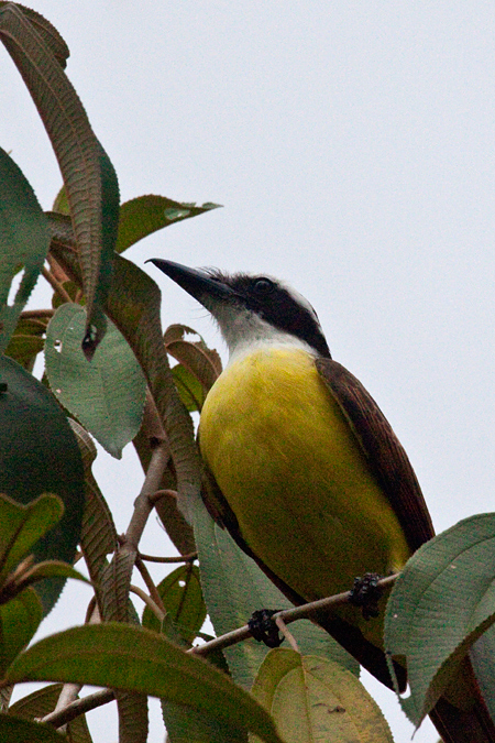 Great Kiskadee, The Lodge at Pico Bonito, Honduras