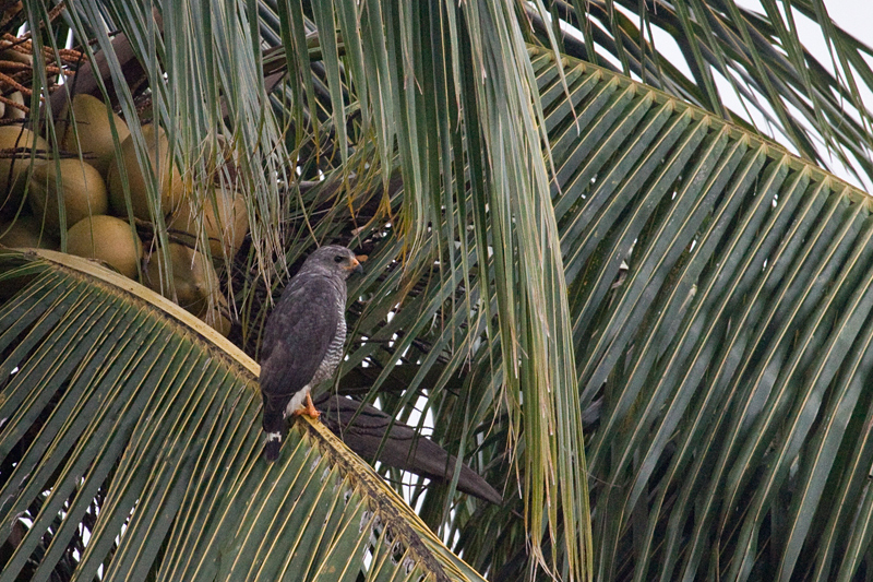 Gray Hawk, From the Train from Salado Barra, Honduras