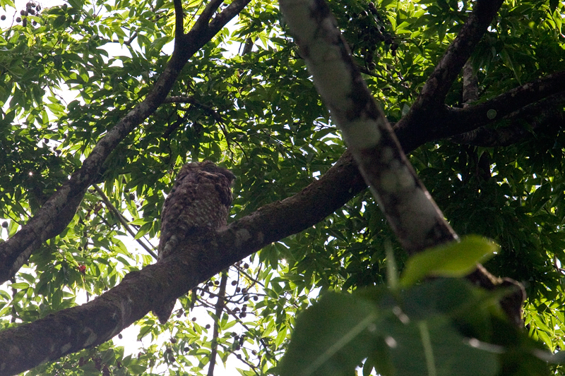 Great Potoo, The Lodge at Pico Bonito, Honduras