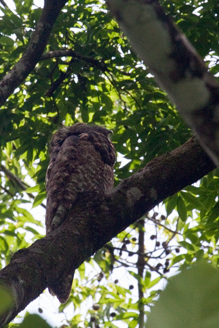 Great Potoo, The Lodge at Pico Bonito, Honduras