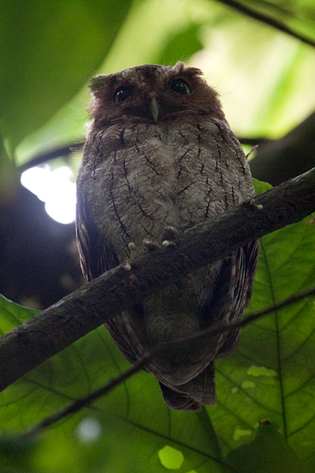 Middle American Screech-Owl was Vermiculated Screech-Owl, The Lodge at Pico Bonito, Honduras