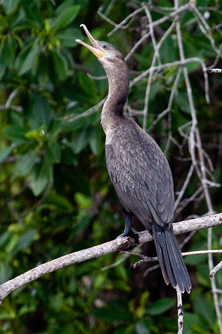 Neotropic Cormorant, Cuero y Salado Wildlife Refuge, Honduras