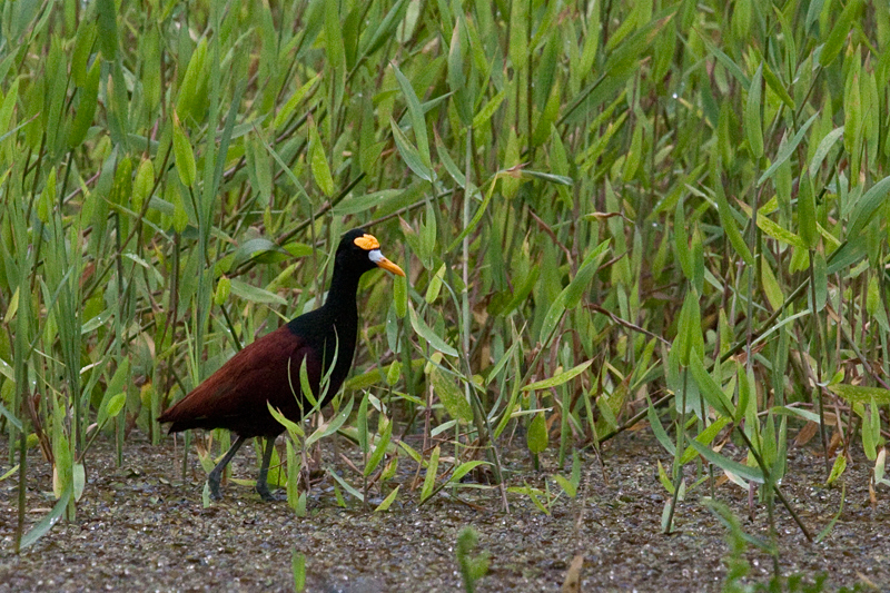 Northern Jacana, Cuero y Salado Wildlife Refuge, Honduras