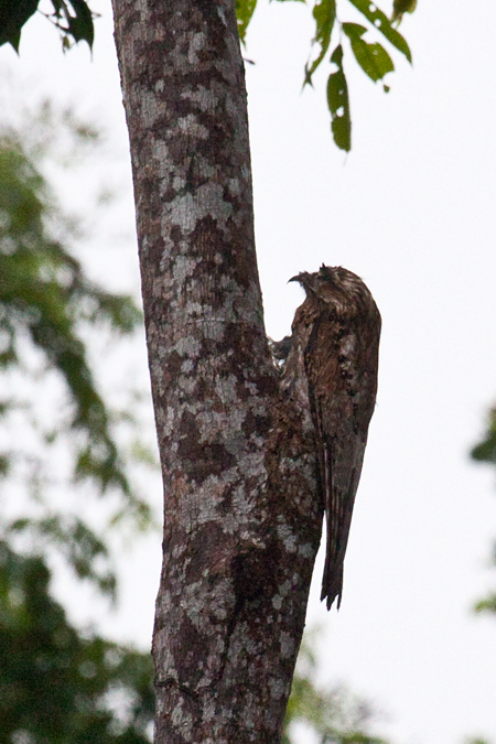 Northern Potoo, Cuero y Salado Wildlife Refuge, Honduras