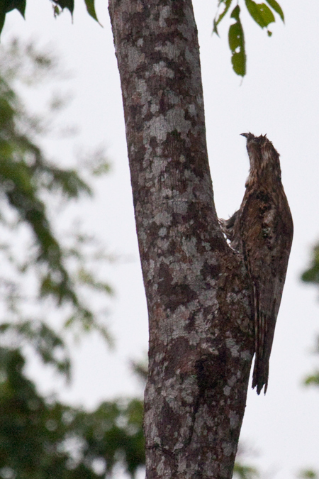 Northern Potoo, Cuero y Salado Wildlife Refuge, Honduras