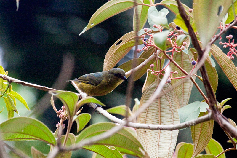 Olive-backed Euphonia, The Lodge at Pico Bonito, Honduras