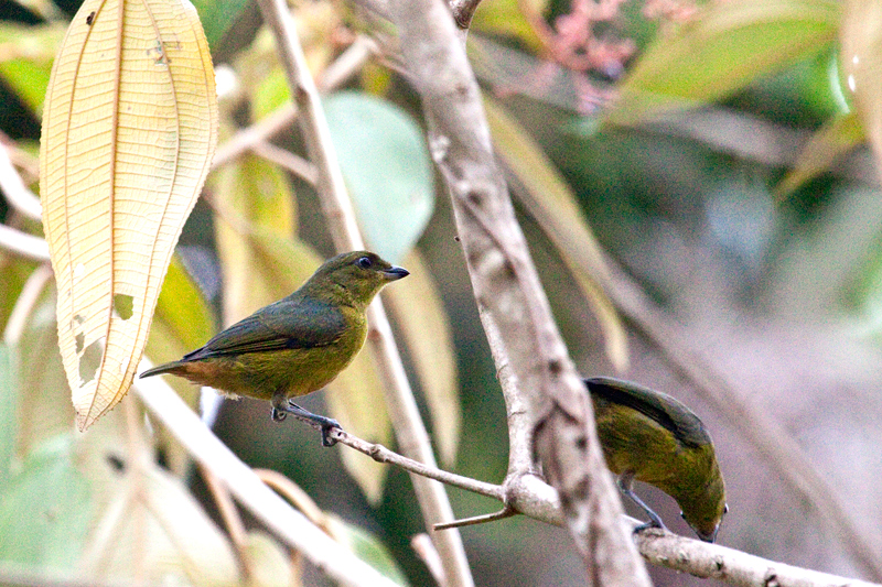 Olive-backed Euphonia, The Lodge at Pico Bonito, Honduras