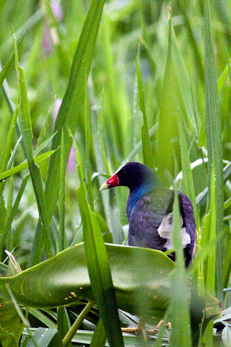 Purple Gallinule, On the Train to Cuero y Salado Wildlife Refuge, Honduras