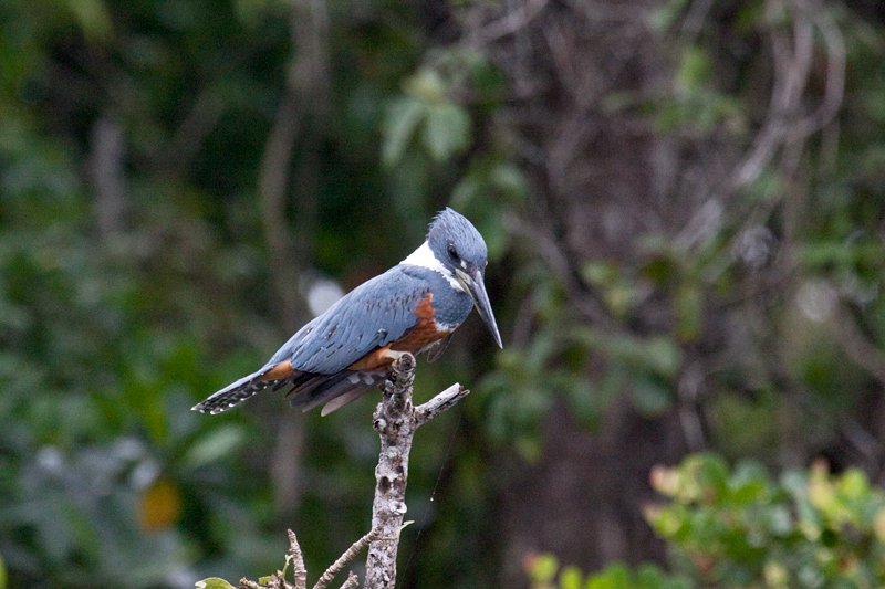 Female Ringed Kingfisher, Cuero y Salado Wildlife Refuge, Honduras