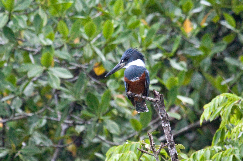 Female Ringed Kingfisher, Cuero y Salado Wildlife Refuge, Honduras