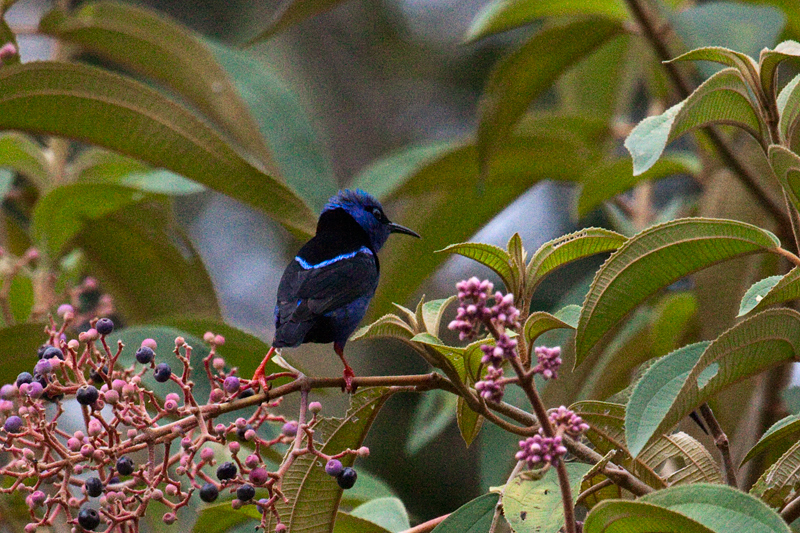 Red-legged Honeycreeper, The Lodge at Pico Bonito, Honduras