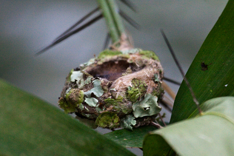 Rufous-tailed Hummingbird Nest, The Lodge at Pico Bonito, Honduras