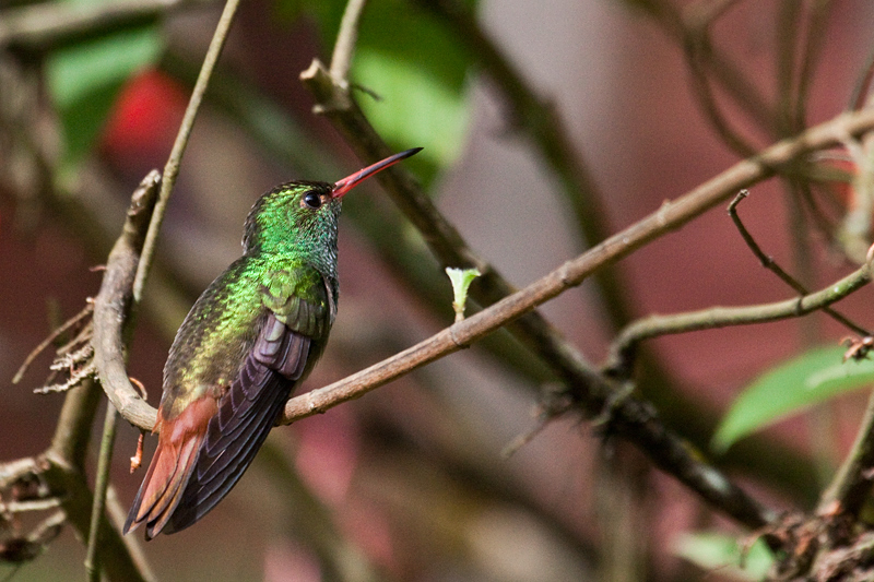 Rufous-tailed Hummingbird, Rio Santiago Nature Resort, Honduras