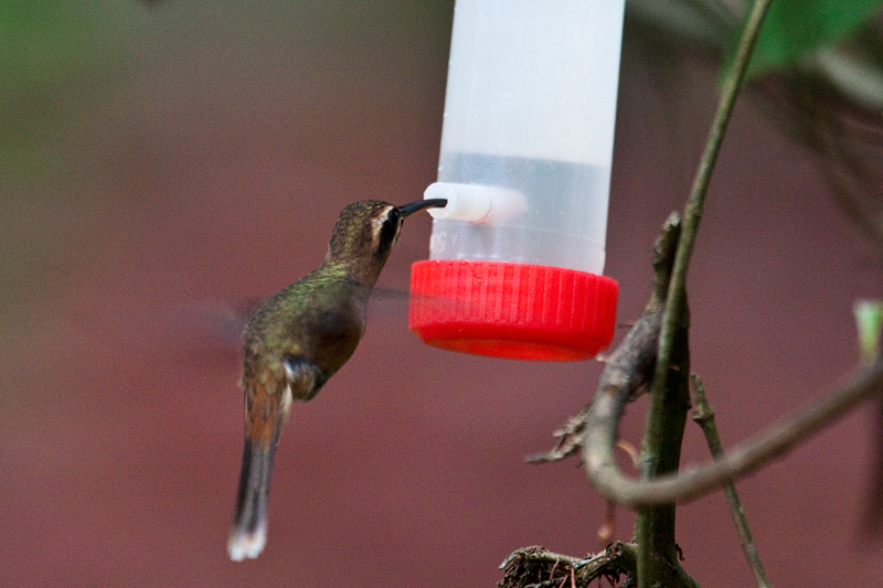 Stripe-throated Hermit, Rio Santiago Nature Resort, Honduras