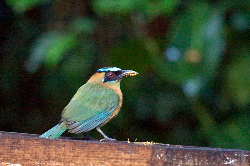 Turquoise-browed Motmot, The Lodge at Pico Bonito, Honduras