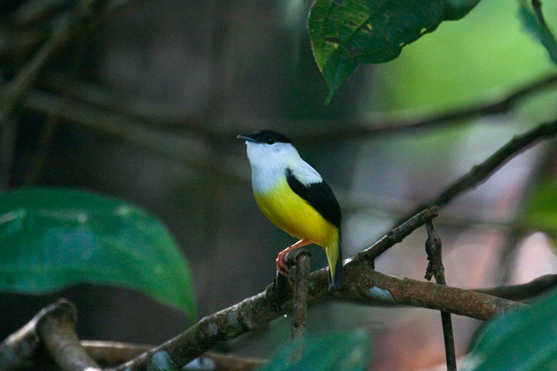 White-collared Manakin, The Lodge at Pico Bonito, Honduras