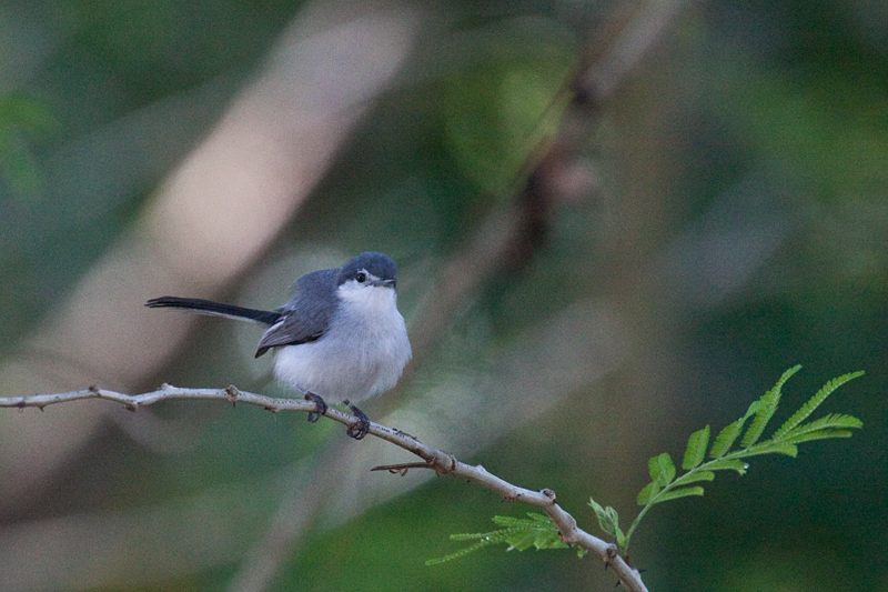 White-lored Gnatcatcher on the Road to Olanchito, Honduras