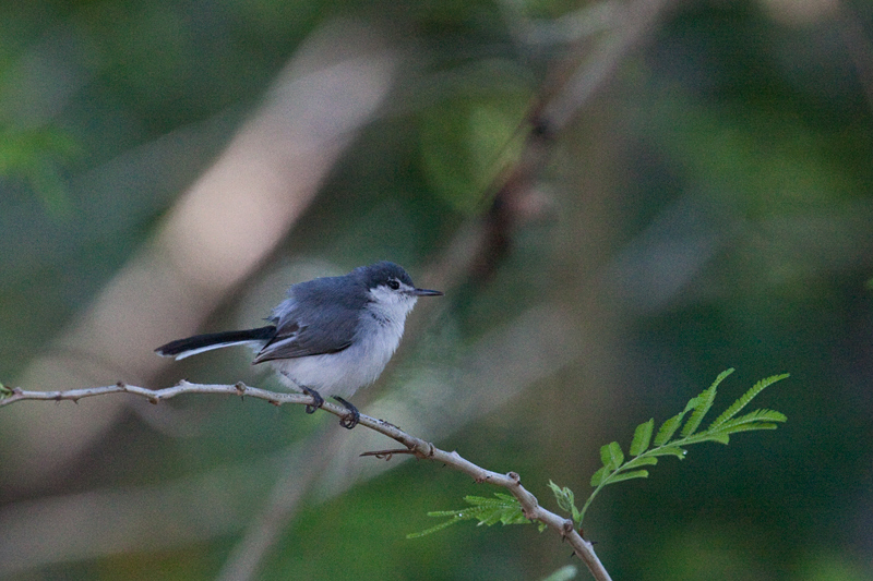 White-lored Gnatcatcher on the Road to Olanchito, Honduras