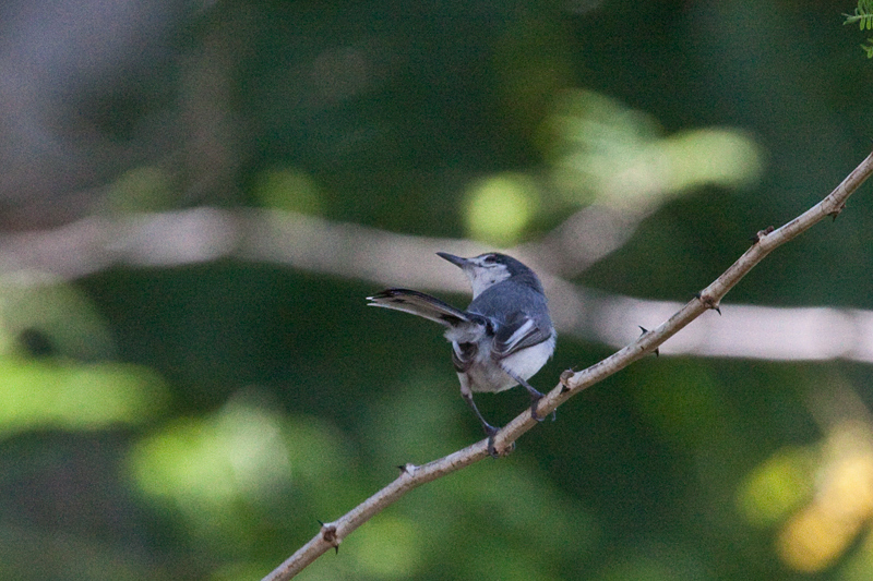 White-lored Gnatcatcher on the Road to Olanchito, Honduras