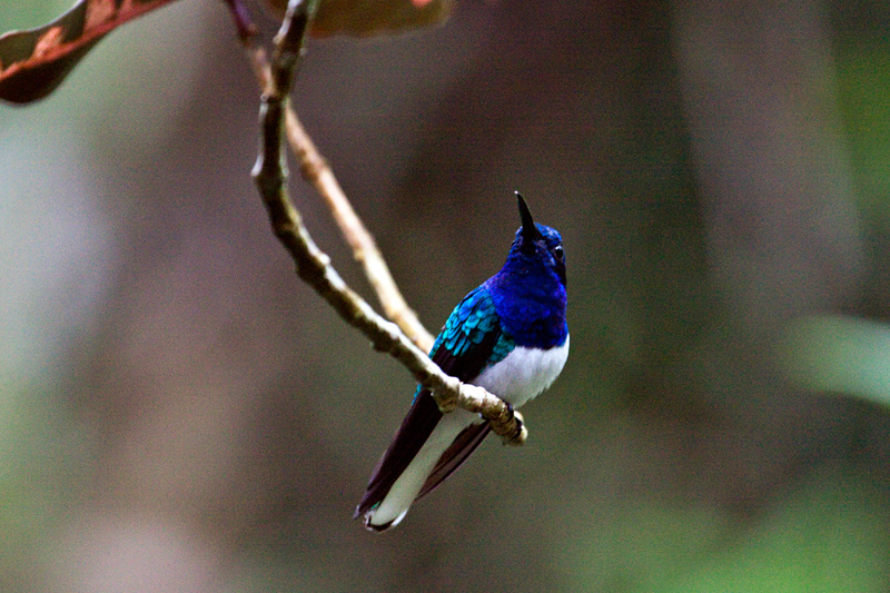 White-necked Jacobin, The Lodge at Pico Bonito, Honduras