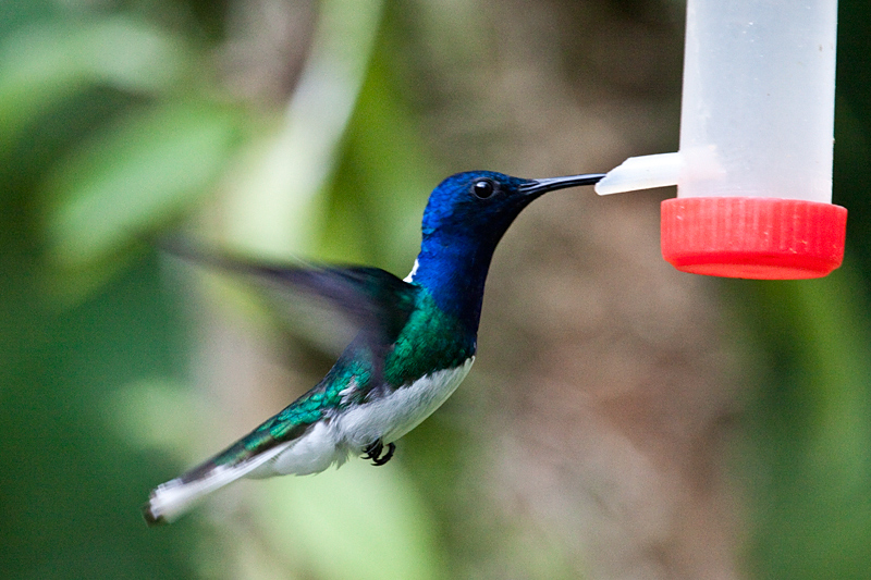 White-necked Jacobin, Rio Santiago Nature Resort, Honduras