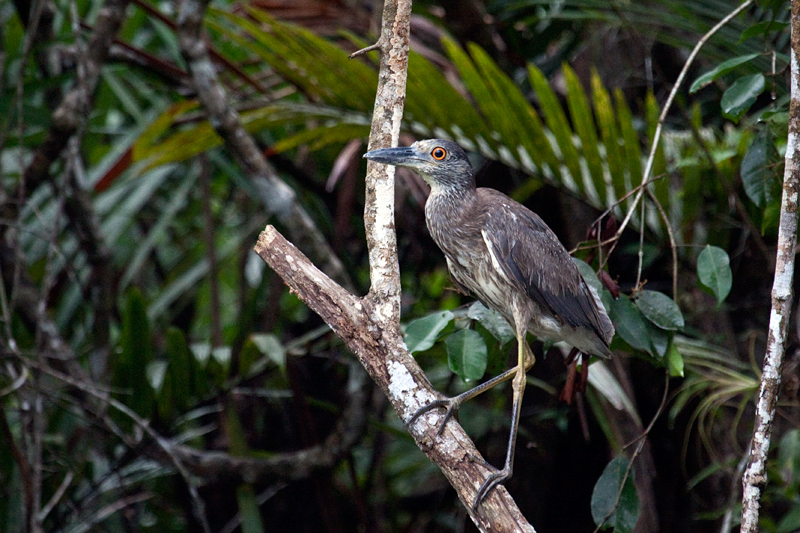 Juvenile Yellow-crowned Night-Heron, Cuero y Salado Wildlife Refuge, Honduras