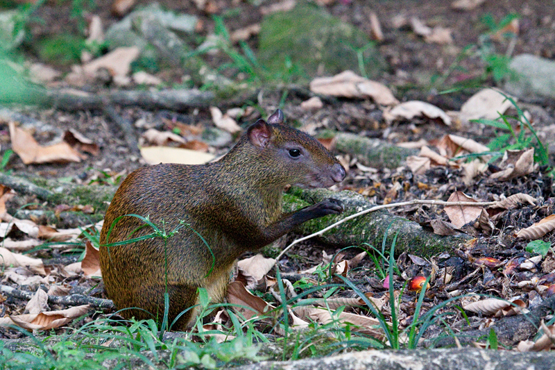 Agouti, The Lodge at Pico Bonito, Honduras