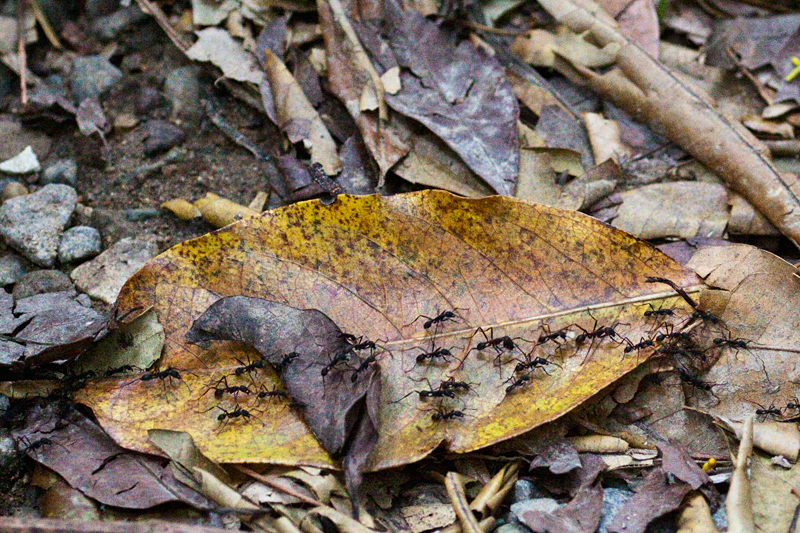 Ants, The Lodge at Pico Bonito, Honduras