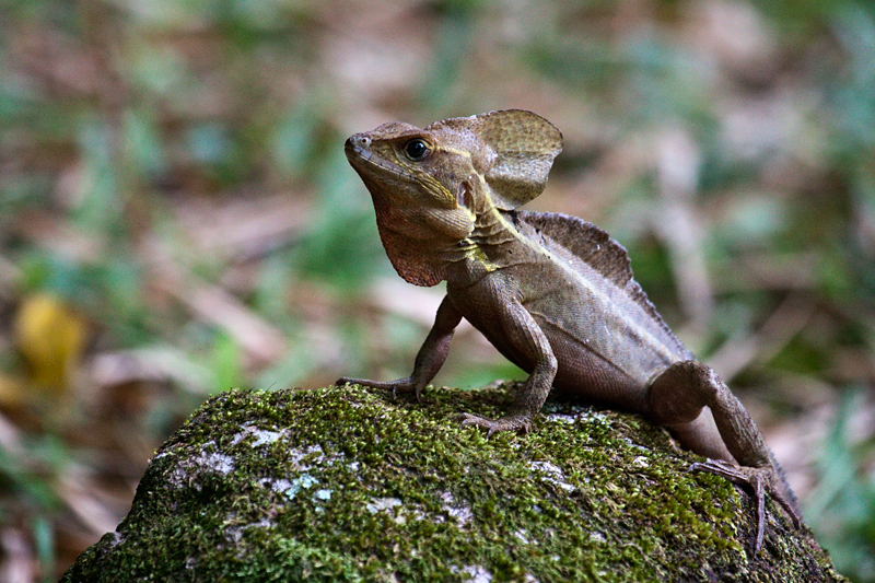 Basilisk Lizard, The Lodge at Pico Bonito, Honduras