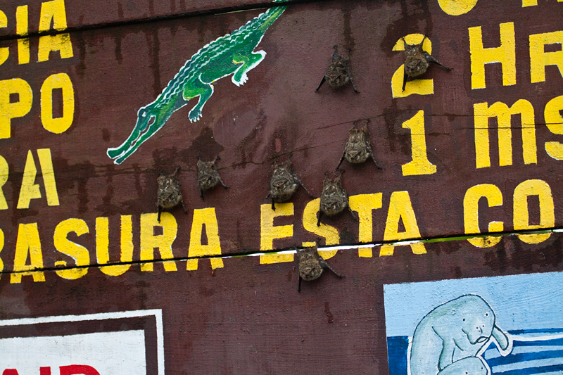 Long-nosed Bats, Cuero y Salado Wildlife Refuge, Honduras