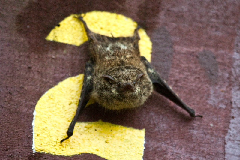 Long-nosed Bats, Cuero y Salado Wildlife Refuge, Honduras