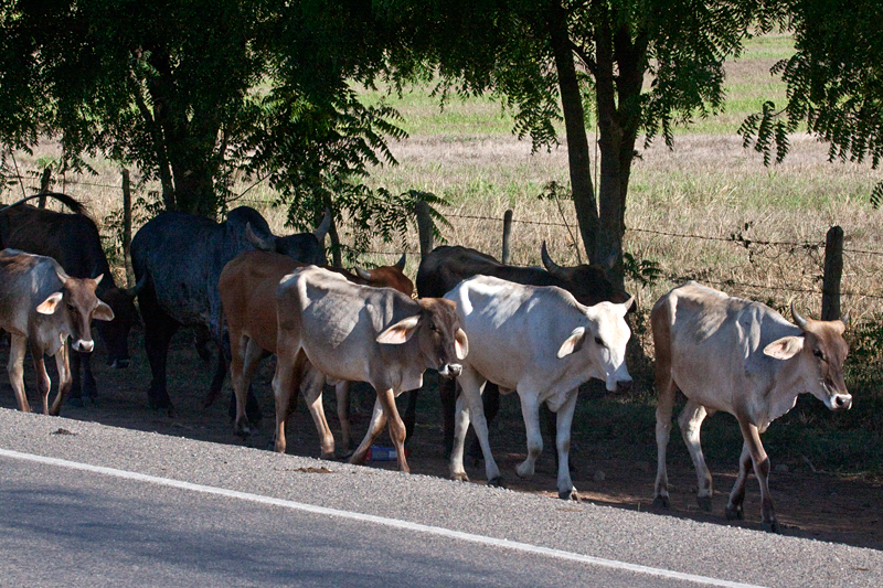 Cattle on the Road to Olanchito, Honduras