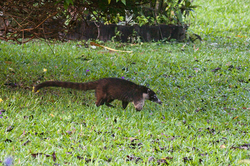 White-nosed Coati, The Lodge at Pico Bonito, Honduras