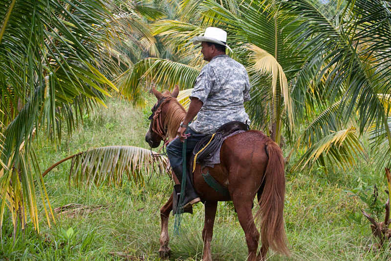 Honduran Cowboy From the Train From Salado Barra, Honduras