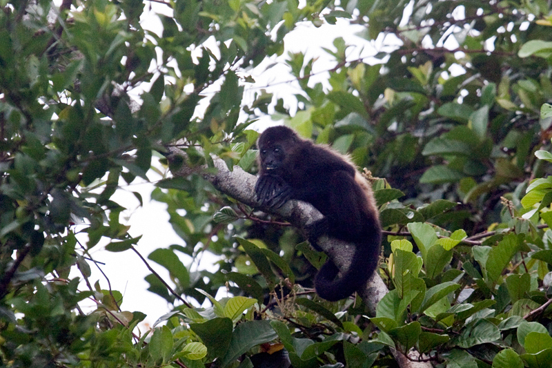 Howler Monkey at the Cuero y Salado Wildlife Refuge, Honduras