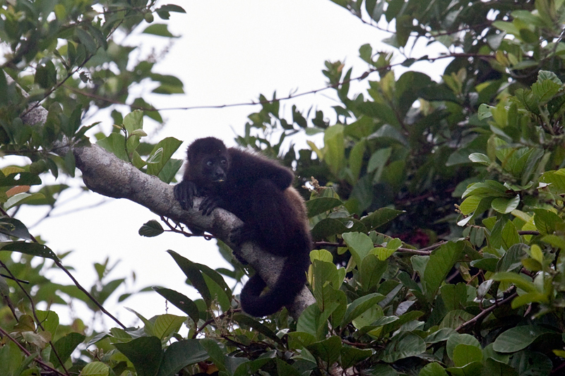 Howler Monkey at the Cuero y Salado Wildlife Refuge, Honduras