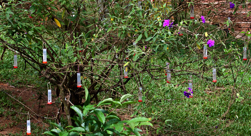 Hummingbird Feeders, Rio Santiago Nature Resort, Honduras