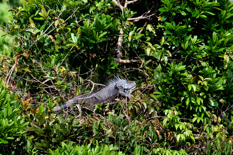 Honduran Lizard, The Lodge at Pico Bonito, Honduras