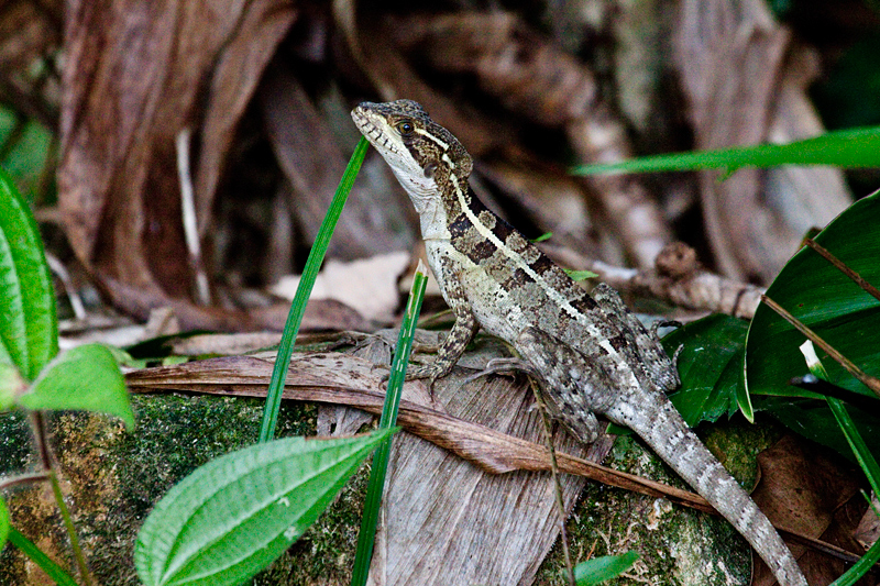 Honduran Lizard, The Lodge at Pico Bonito, Honduras