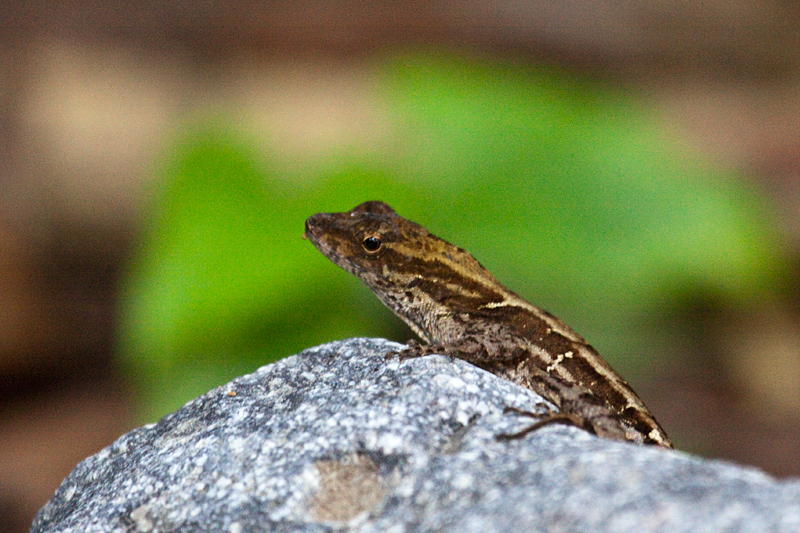 Honduran Lizard, The Lodge at Pico Bonito, Honduras