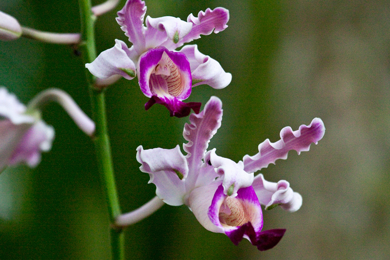 Orchid, The Lodge at Pico Bonito, Honduras