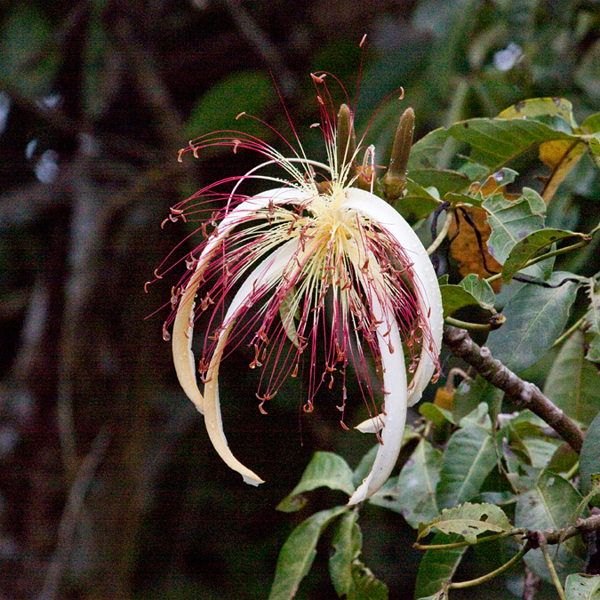 Pachira aquatica, Cuero y Salado Wildlife Refuge, Honduras