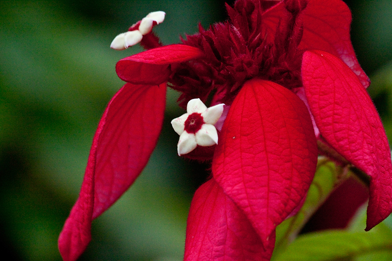 Poinsettia, The Lodge at Pico Bonito, Honduras