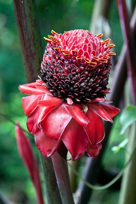 King Cane Flower, The Lodge at Pico Bonito, Honduras