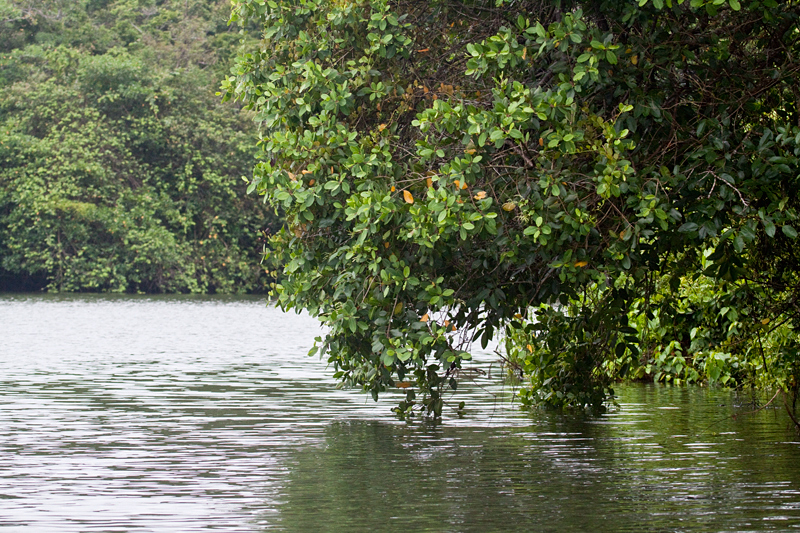 Cuero y Salado Wildlife Refuge, Honduras