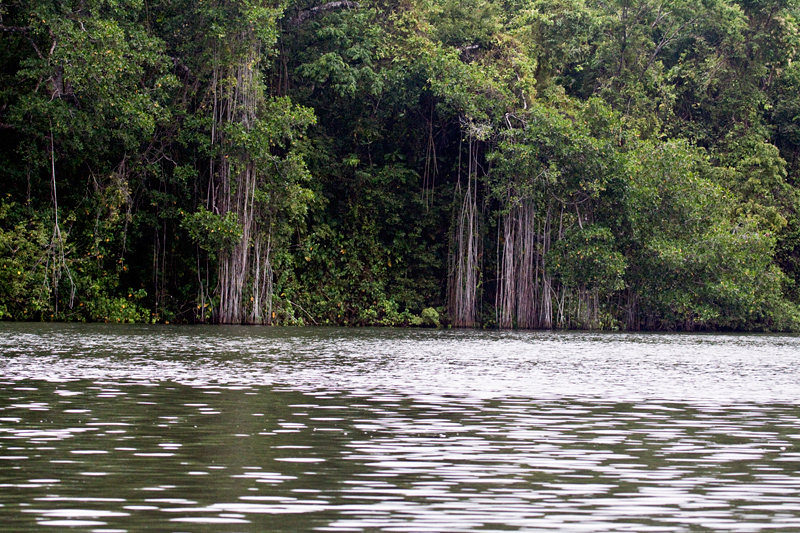 Cuero y Salado Wildlife Refuge, Honduras