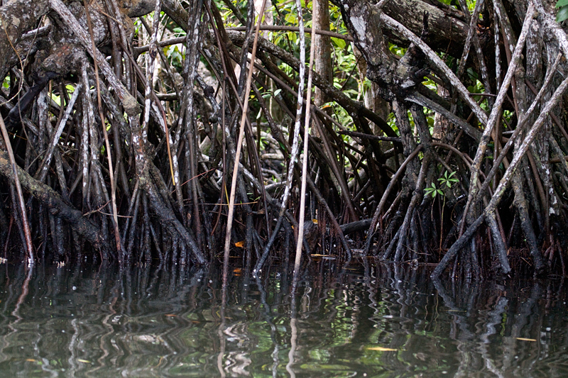 Cuero y Salado Wildlife Refuge, Honduras