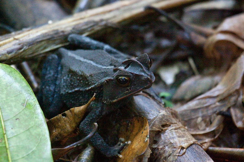 Rainforest Toad, The Lodge at Pico Bonito, Honduras