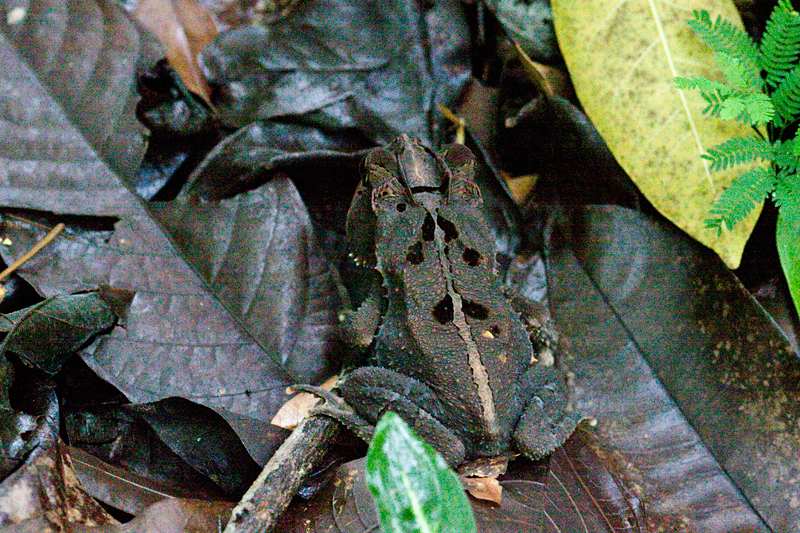 Honduran Toad, The Lodge at Pico Bonito, Honduras