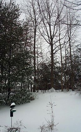 Backyard Snow by Abbie Banks